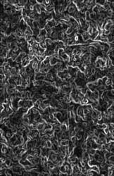 Forau Obscura : Journeys II